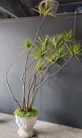DRACAENA