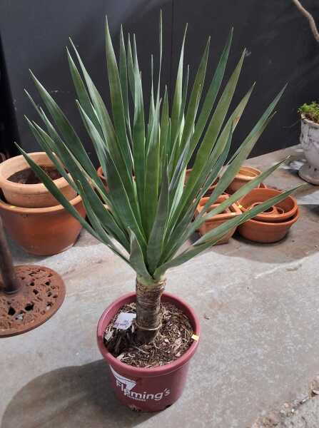 DRAGONBLOOD PLANT