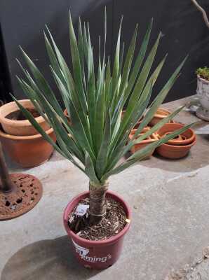 Dragonblood Plant