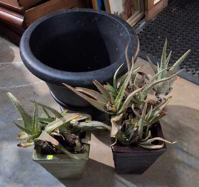 Garden Lot