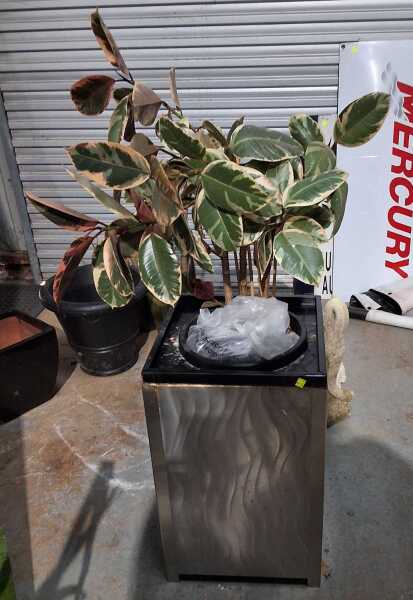 POTTED FICUS