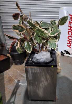Potted Ficus