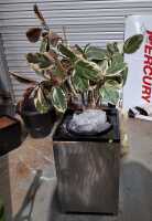 POTTED FICUS