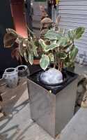 POTTED FICUS - 2