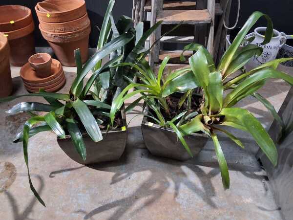 POTTED BROMELIADS