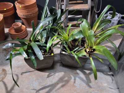 Potted Bromeliads