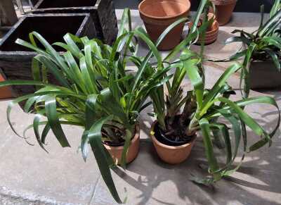 Potted Bromeliads