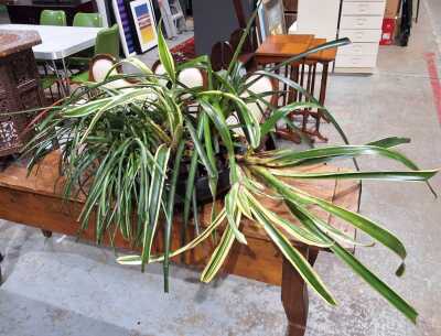 Potted Bromeliad