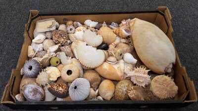 Shells