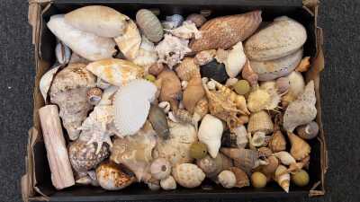 Shells