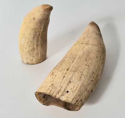 Sperm Wale Teeth