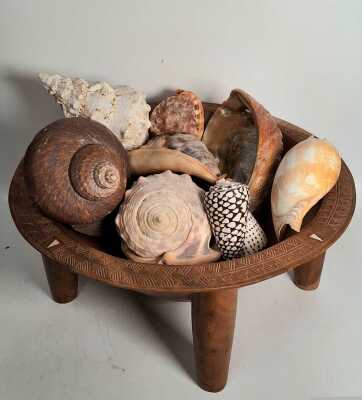 Seashells