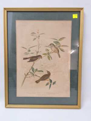 Bird Print