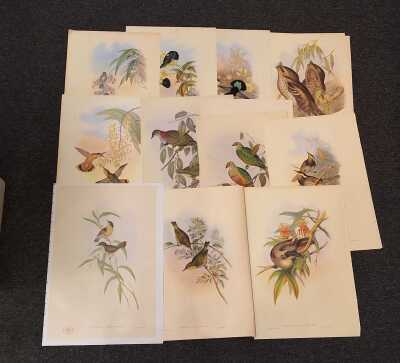 Goulds Birds