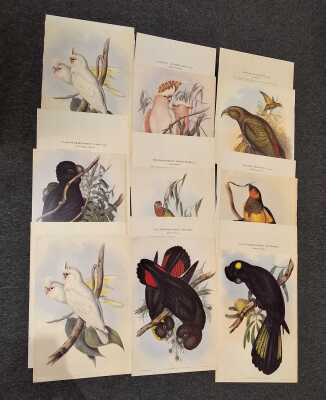 Goulds Birds