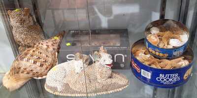 Shells