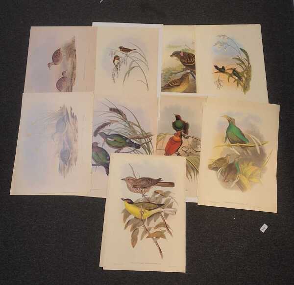 GOULDS BIRDS