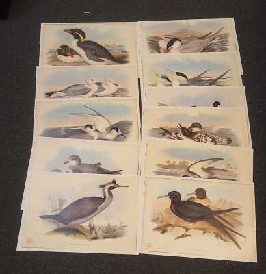 1371 · GOULDS SEABIRDS