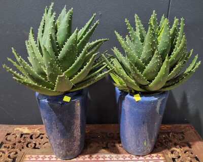 Potted Succulents