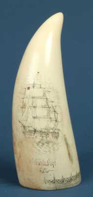 Scrimshaw Tooth