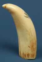 SCRIMSHAW TOOTH - 2