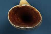 SCRIMSHAW TOOTH - 3