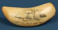 SCRIMSHAW TOOTH