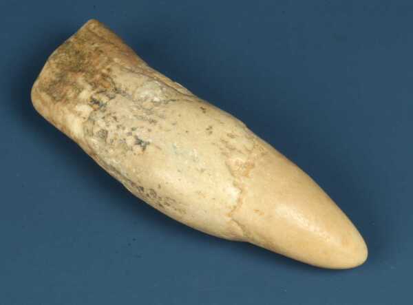 WHALES TOOTH