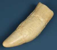 WHALES TOOTH - 2