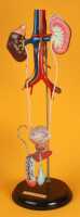 ANATOMICAL MODEL