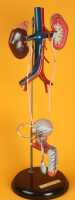 ANATOMICAL MODEL - 2