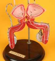 ANATOMICAL MODEL - 3