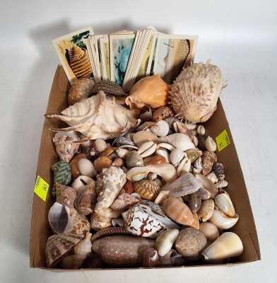 Seashells