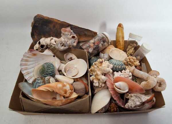 SEASHELLS