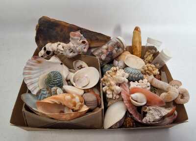 1202 · SEASHELLS