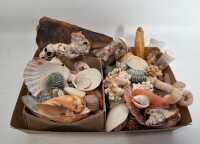 SEASHELLS