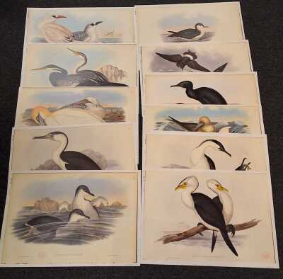 Goulds Seabirds