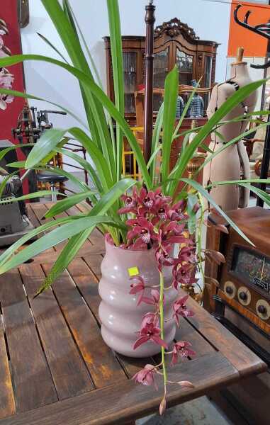 POTTED ORCHID