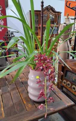 Potted Orchid