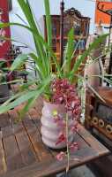 POTTED ORCHID