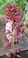 POTTED ORCHID - 2