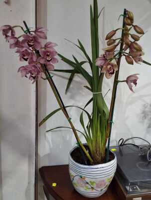 Potted Orchid