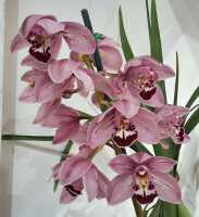 POTTED ORCHID - 2