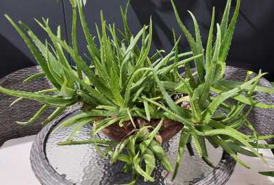 Potted Succulent