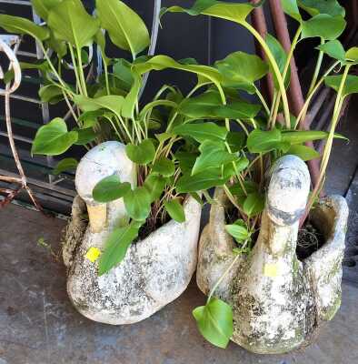 465 · SWAN PLANTERS