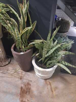 Potted Plants