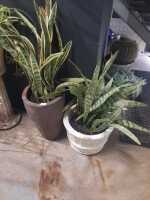 POTTED PLANTS