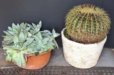 Plants