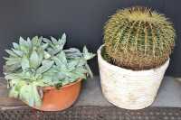 PLANTS