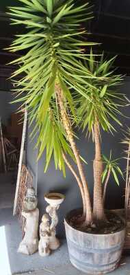 Large Pot Plant